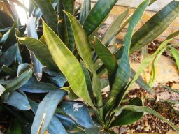 Sansevieria hyacinthoides