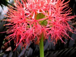 Scadoxus multiflorus subsp. katharinae umbel