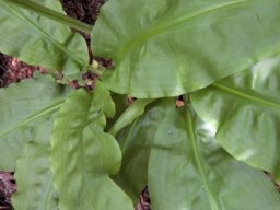 Scadoxus multiflorus subsp. katharinae