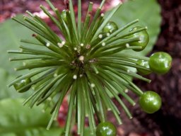 Scadoxus multiflorus subsp. katharinae umbel of fruit