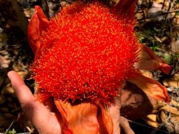 Scadoxus puniceus inflorescence
