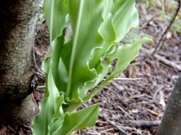 Scadoxus puniceus leaves