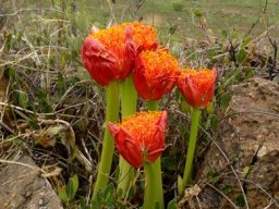 Scadoxus puniceus on an arid plain