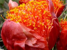 Scadoxus puniceus spathe bracts