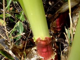Scadoxus puniceus peduncle base