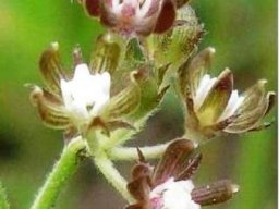 Schizoglossum bidens subsp. atrorubens flowers