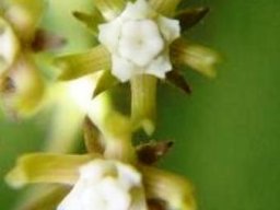 Schizoglossum bidens subsp. bidens flowers