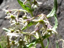 Schizoglossum hilliardiae