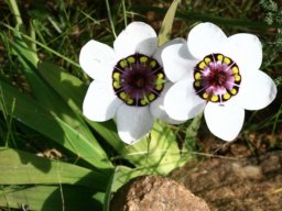 Sparaxis elegans