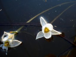 Pauridia aquatica