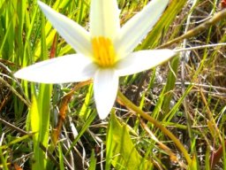 Pauridia capensis