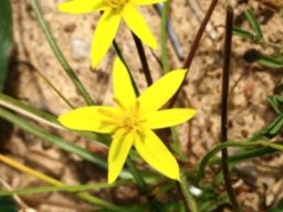 Pauridia curculigoides