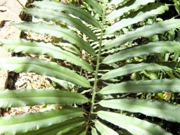 Stangeria eriopus leaf