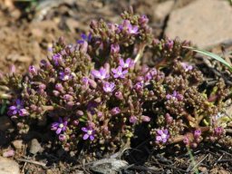 Raphionacme hirsuta flowers before leaves