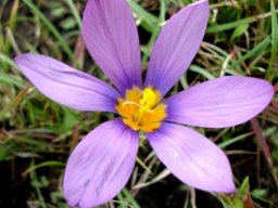 Syringodea bifucata flower