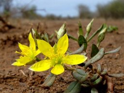 Talinum caffrum