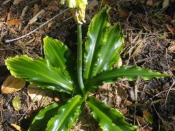 Veltheimia bracteata yellow flowers