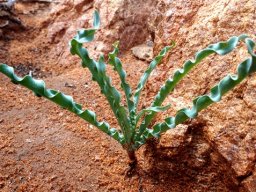 Veltheimia capensis leaves
