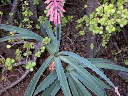 Veltheimia capensis inflorescence