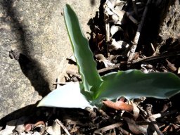 Veltheimia capensis
