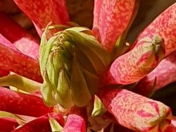 Veltheimia capensis inflorescence tip