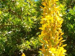 Wachendorfia thyrsiflora panicle, not a thyrse!