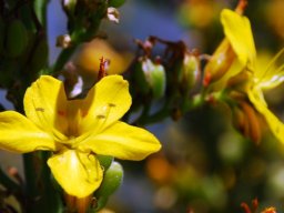 Wachendorfia thyrsiflora flower and fruit