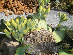 Welwitschia mirabilis showing top of the stem cone