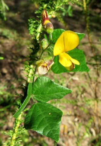 Bolusafra bituminosa leaves