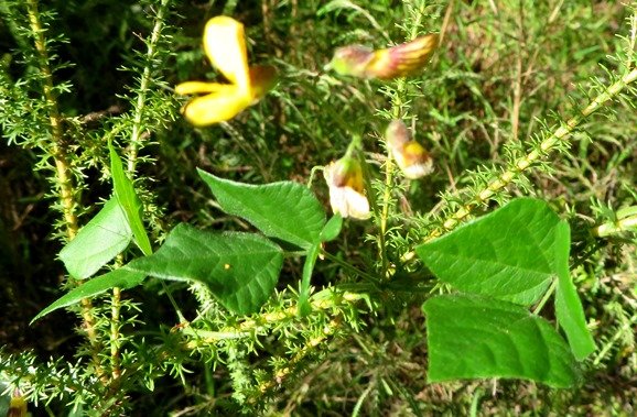 Bolusafra bituminosa