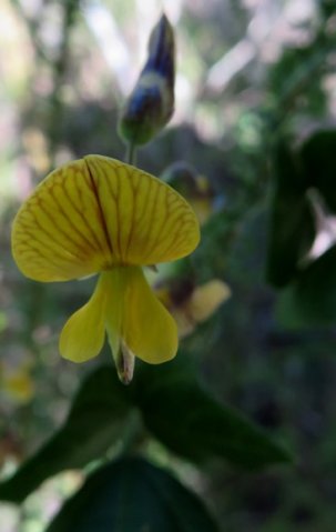 Bolusafra bituminosa flower and bud