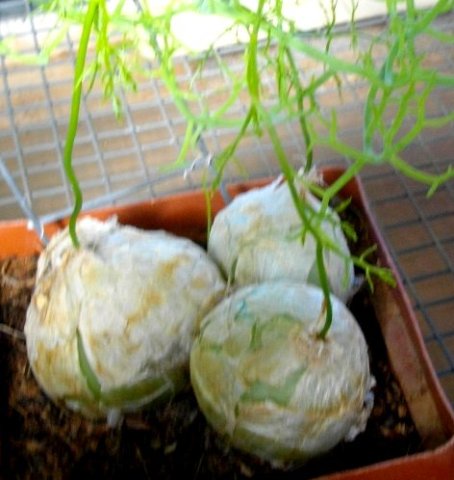 Bowiea volubilis subsp. volubilis bulbs