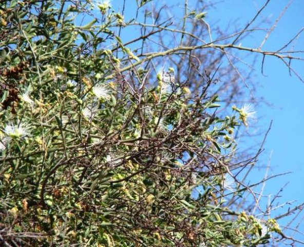 Capparis tomentosa
