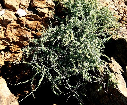 Cissampelos capensis