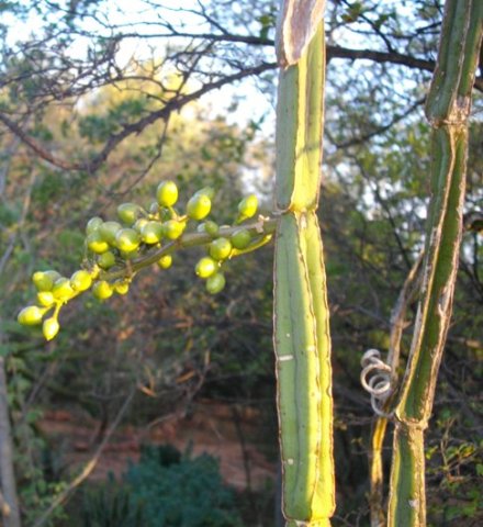 Cissus quadrangularis unripe berries