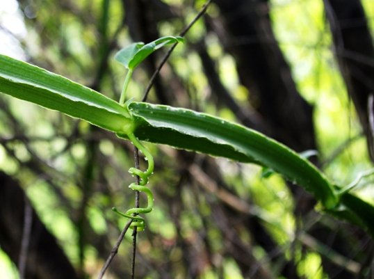 Cissus quadrangularis node with leaf and tendril