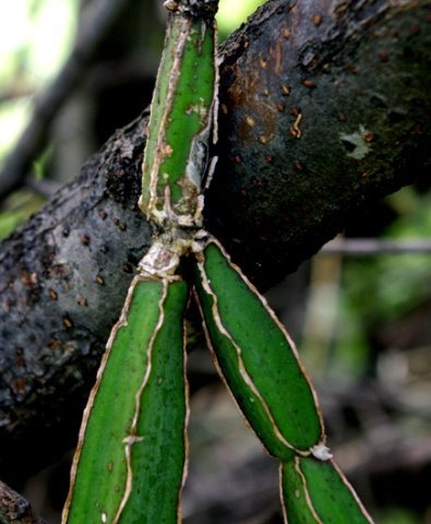 Cissus quadrangularis branching