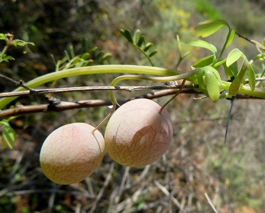Cysticapnos vesicaria subsp. vesicaria young fruit stalks