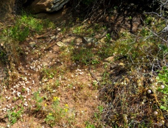 Cysticapnos vesicaria subsp. vesicaria many fruits