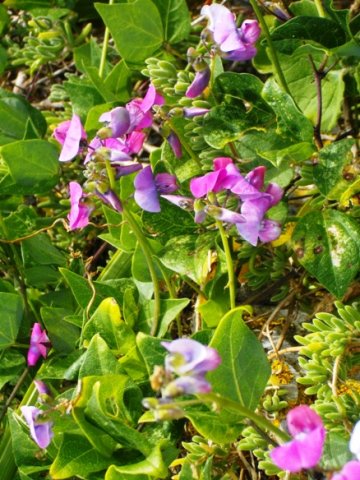 Dipogon lignosus
