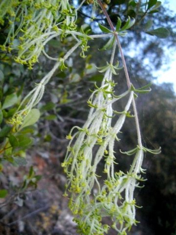 Galium tomentosum leaves and flowers
