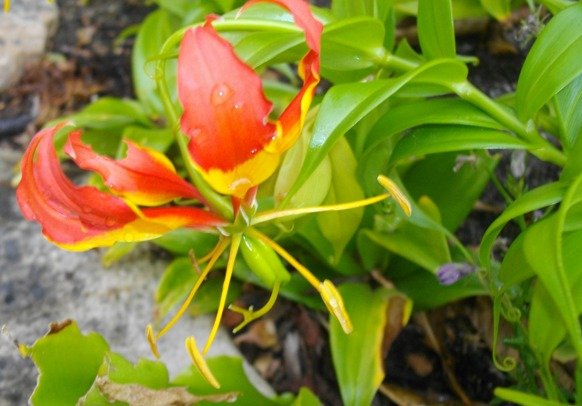 Gloriosa superba