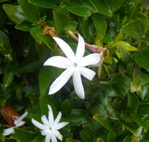 Jasminum multipartitum
