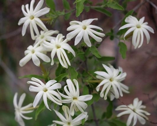 Jasminum multipartitum flowers