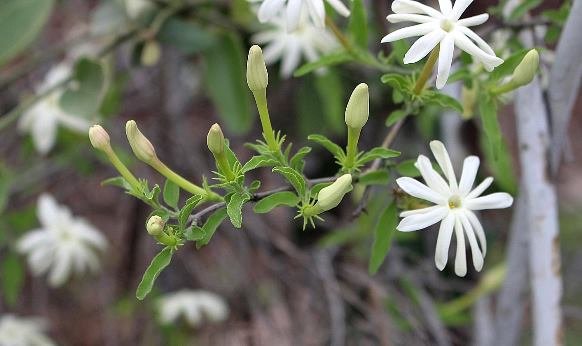Jasminum multipartitum buds