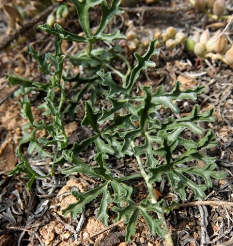 Kedrostis capensis 