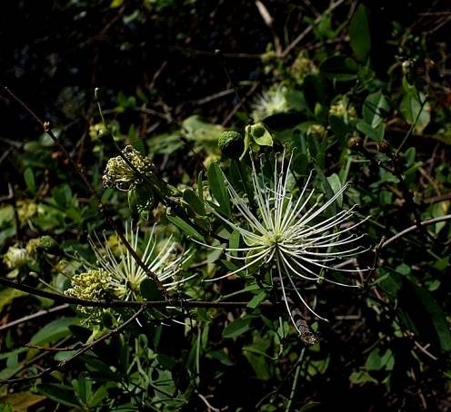 Maerua juncea subsp. crustata