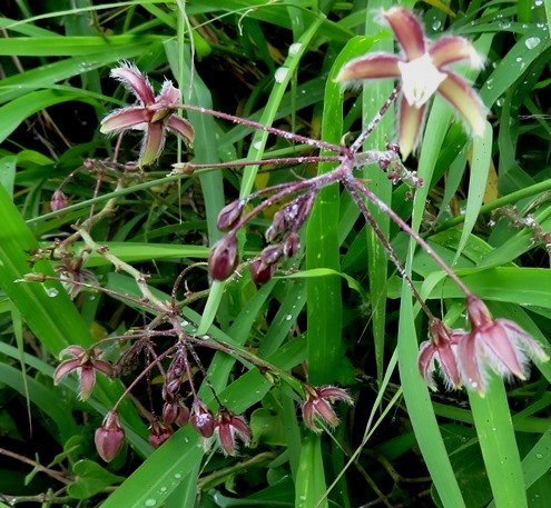 Pergularia daemia subsp. daemia