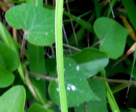 Pergularia daemia subsp. daemia leaves 