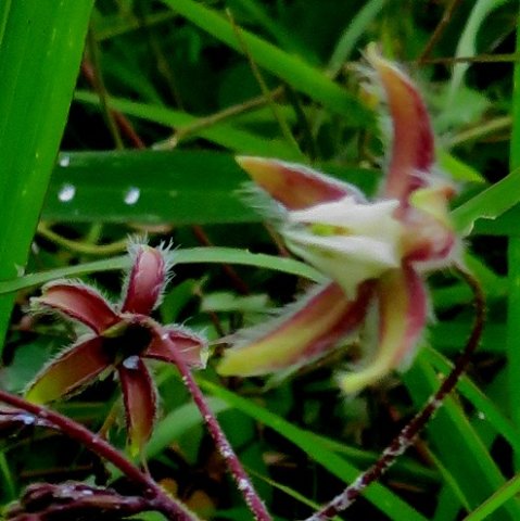 Pergularia daemia subsp. daemia flowers